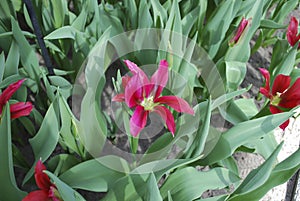 Tulip DollÃ¢â¬â¢s Minuet Viridiflora Group grown in the park. photo